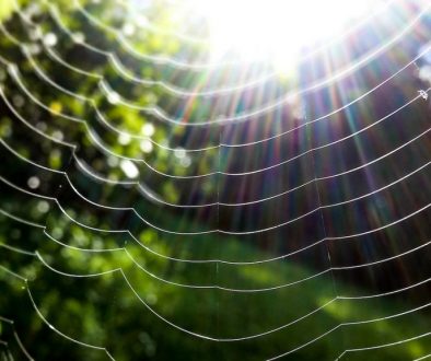 spider-web-in-closeup-photo-1038278